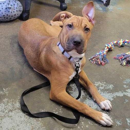 Winnie K9, Adoptable, Young Female Pit Bull Terrier & Shar-Pei.