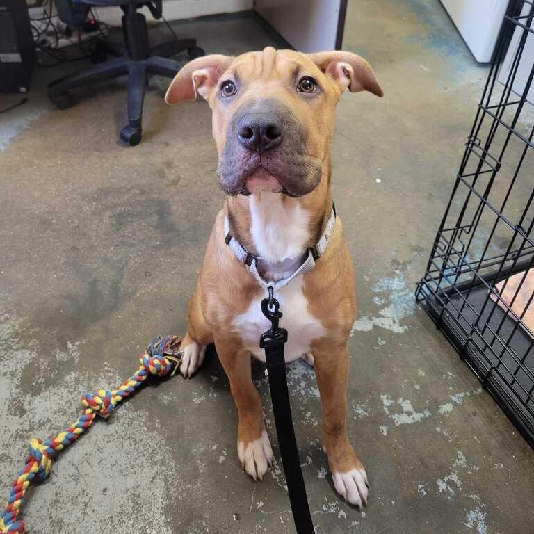 Enlarge Winnie K9, a Adoptable mixed breed in Union, MO image 2/3