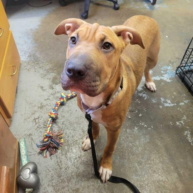 Enlarge Winnie K9, a Adoptable mixed breed in Union, MO image 3/3