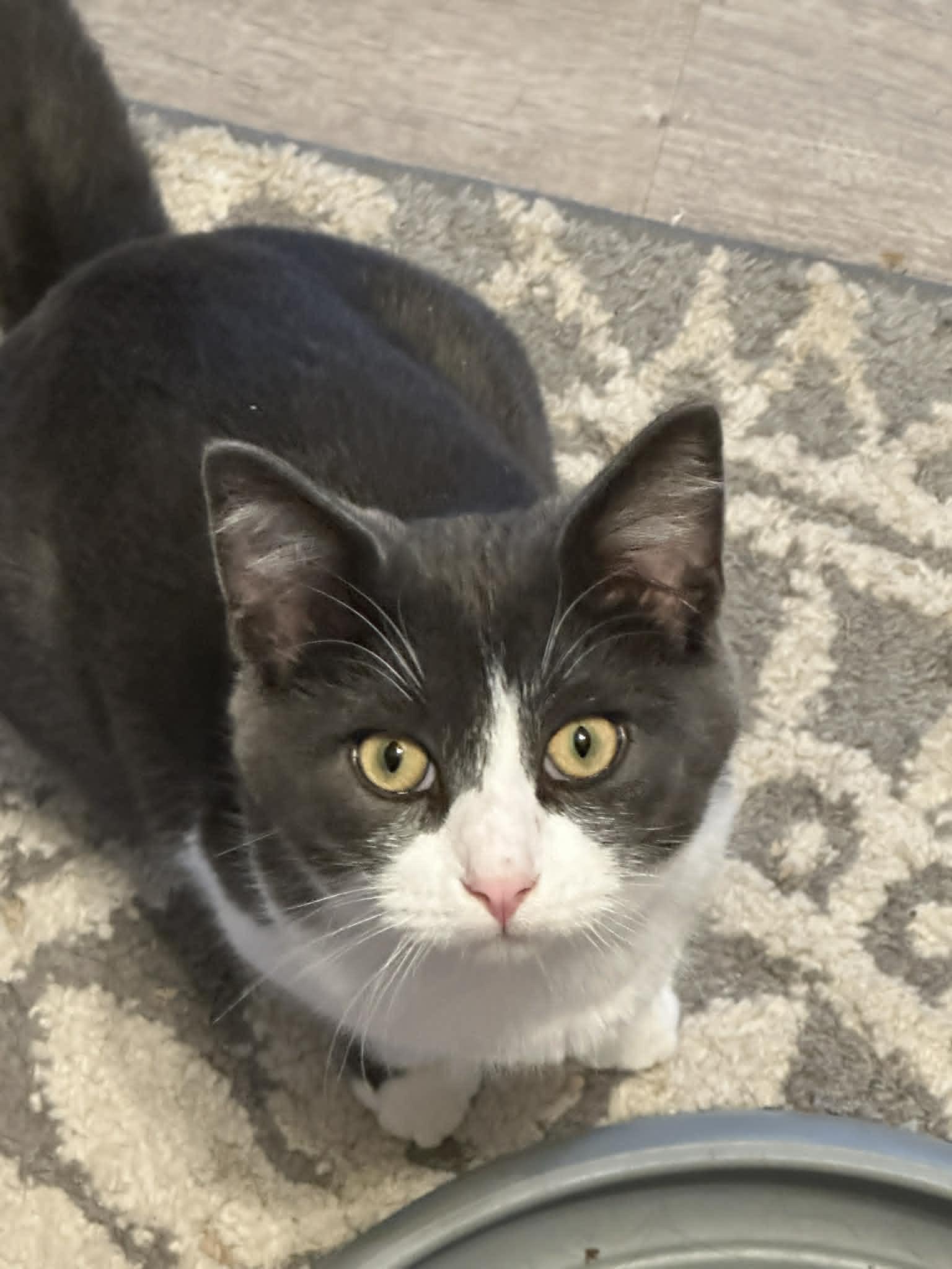 Howie, Adoptable, Young Male Domestic Short Hair.