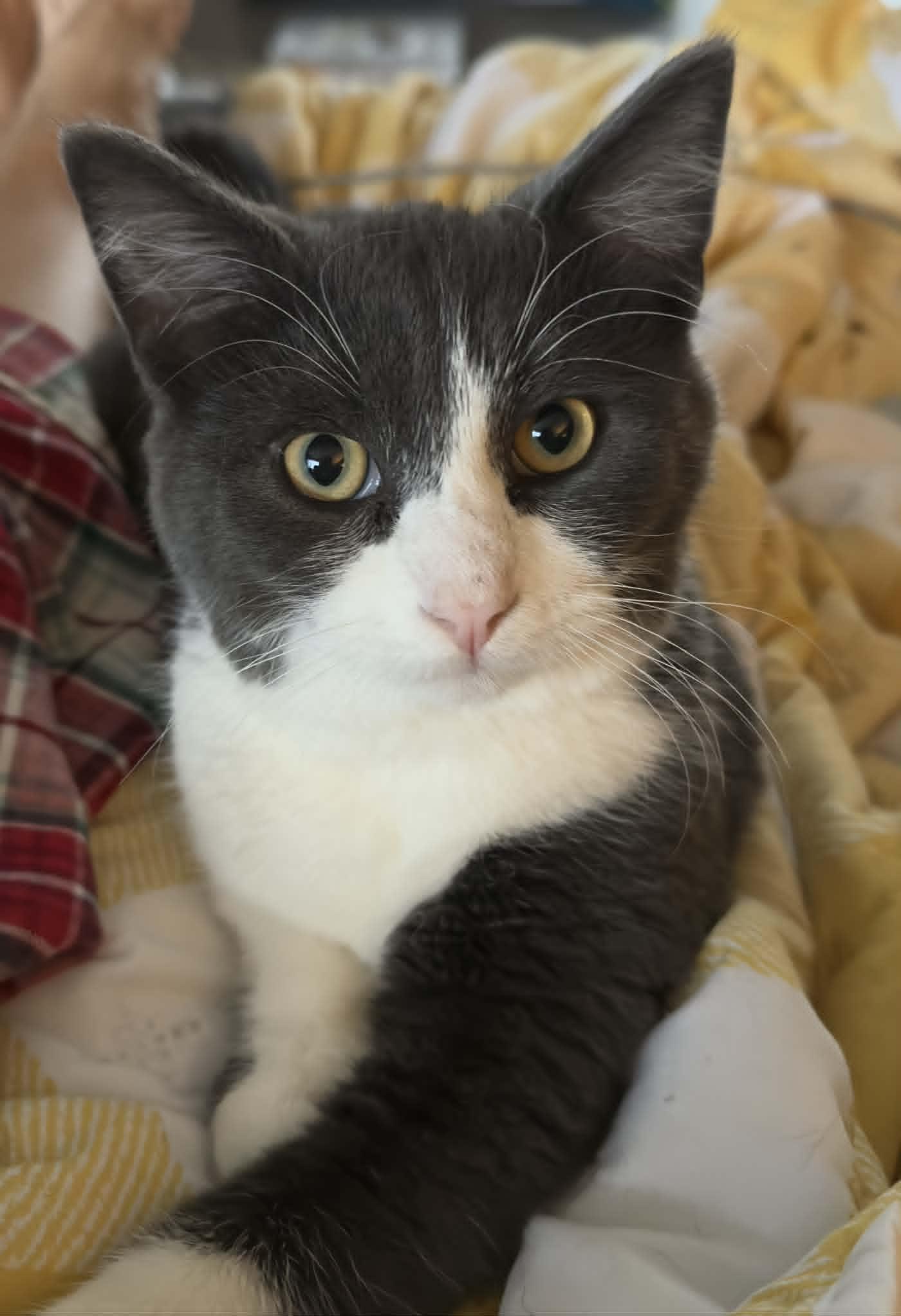 Enlarge Howie, a Adoptable Domestic Short Hair in Mankato, MN image 2/3