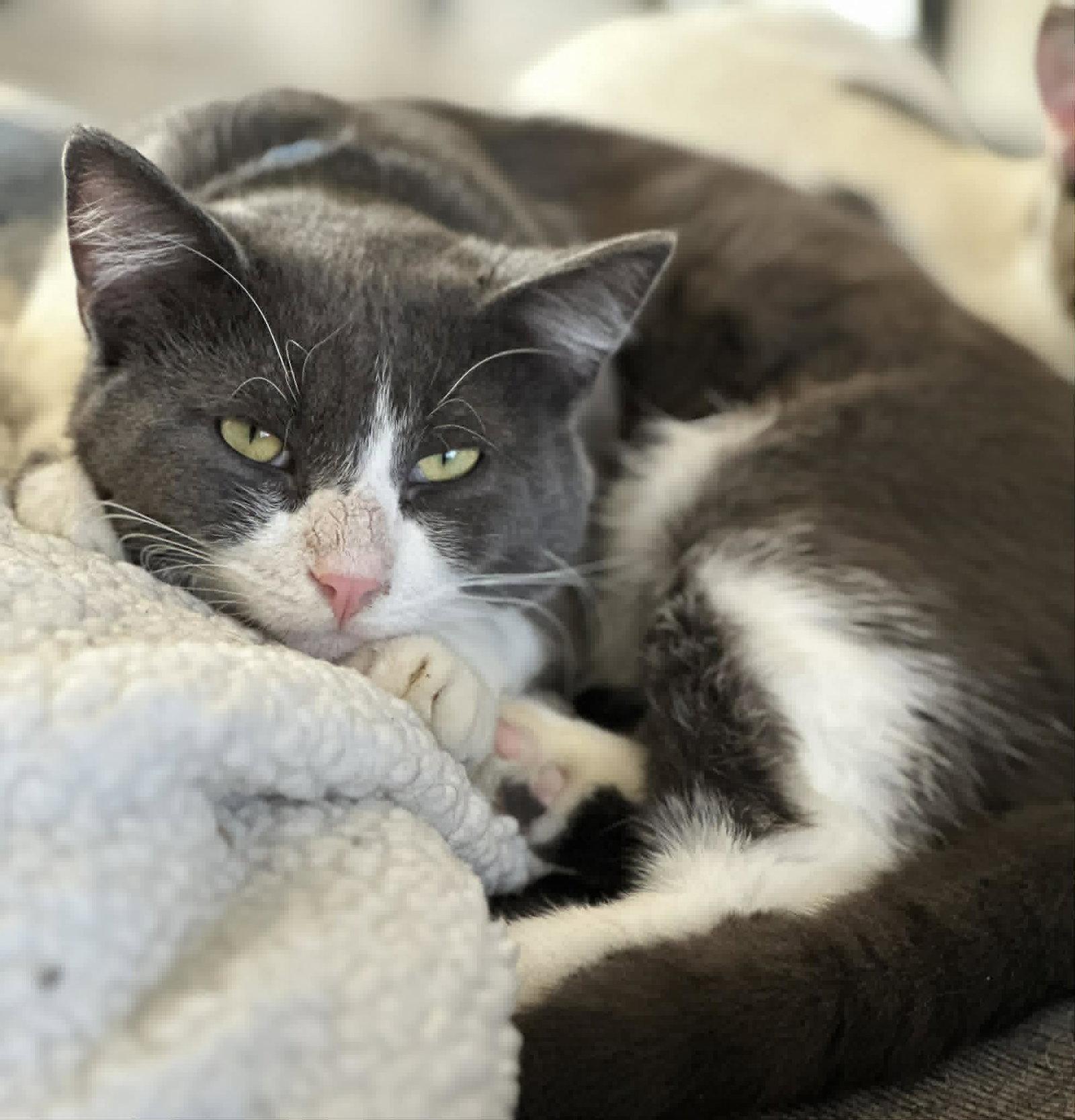 Enlarge Howie, a Adoptable Domestic Short Hair in Mankato, MN image 3/3