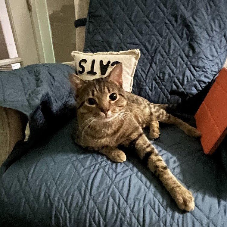 Mikey, Adoptable, Young Male Tabby.
