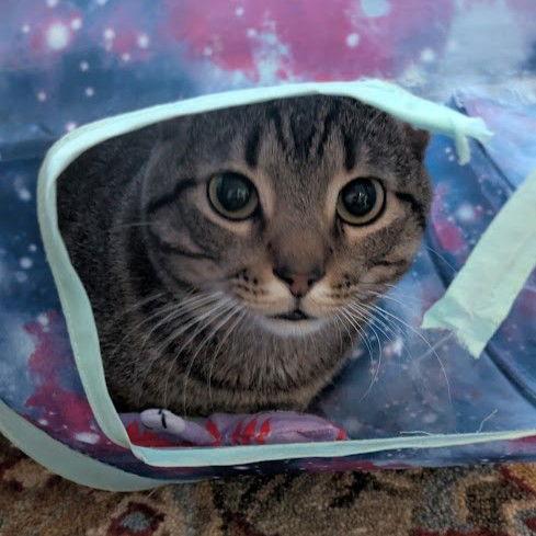 Enlarge Mikey, a Adoptable Tabby in Garland, TX image 1/3