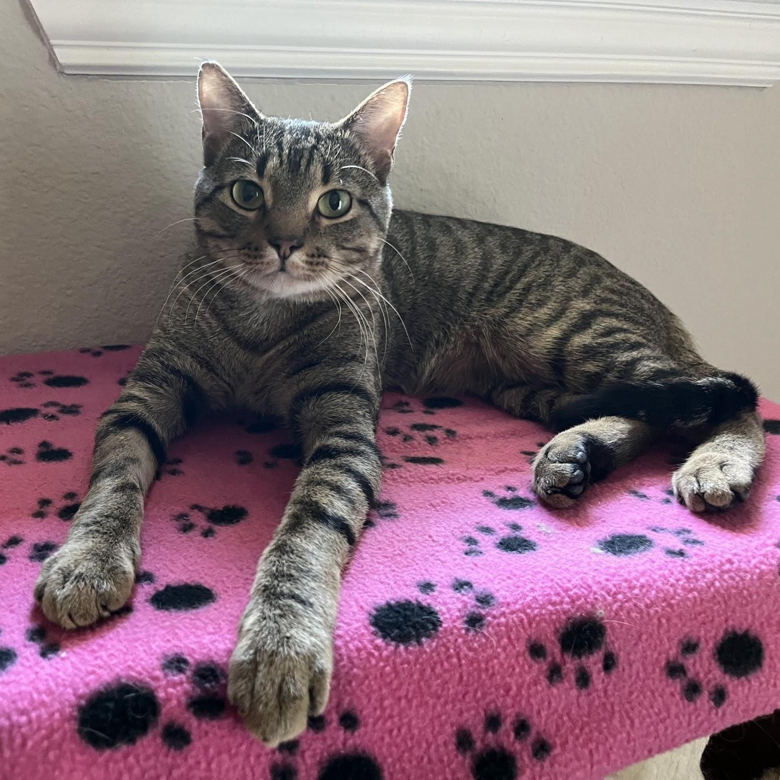 Enlarge Mikey, a Adoptable Tabby in Garland, TX image 2/3