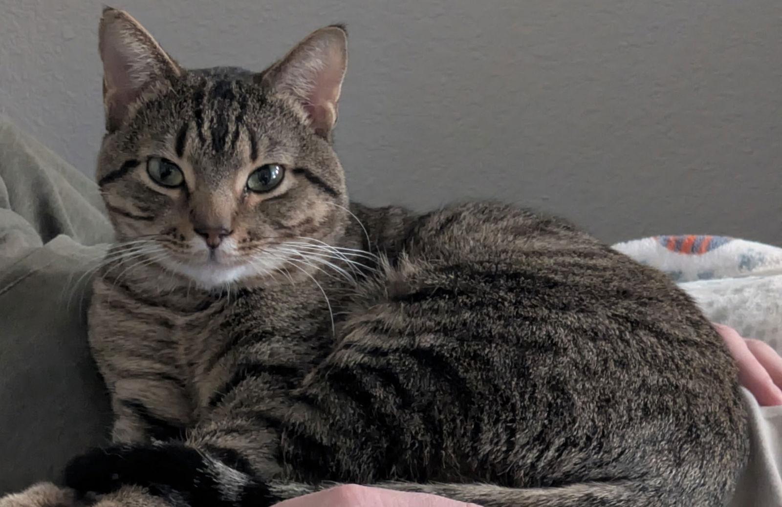 Enlarge Mikey, a Adoptable Tabby in Garland, TX image 2/3