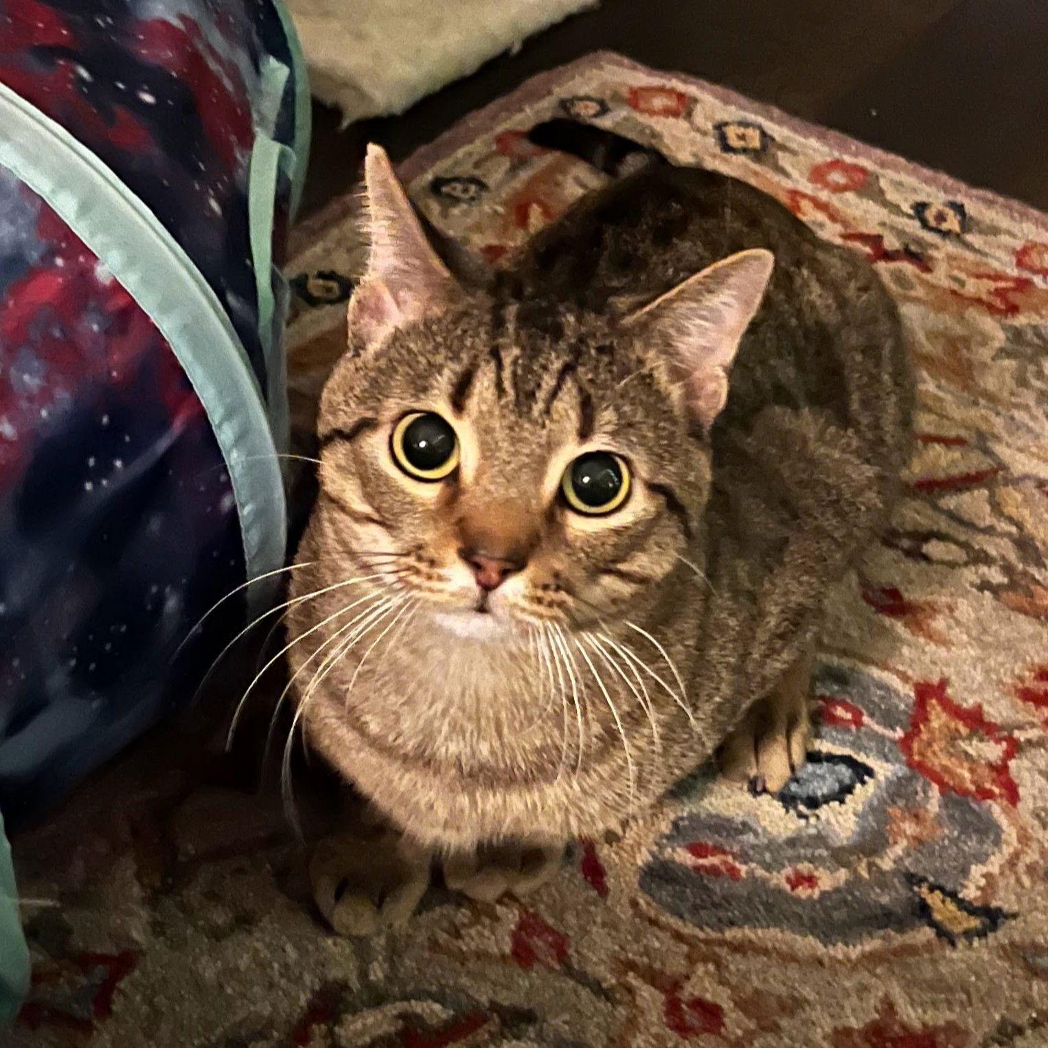 Enlarge Mikey, a Adoptable Tabby in Garland, TX image 3/3