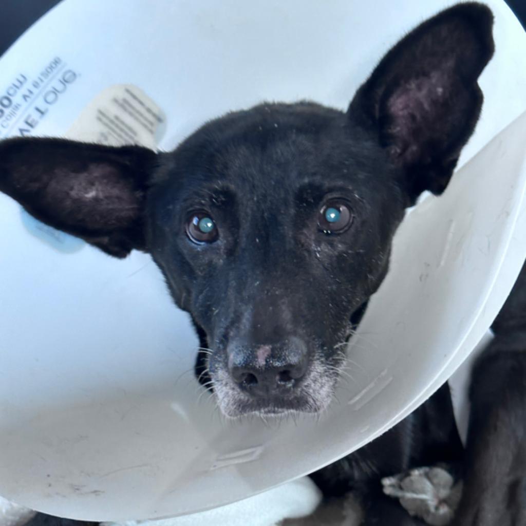 Mousey, a Adoptable mixed breed in Pahrump, NV image 1/3