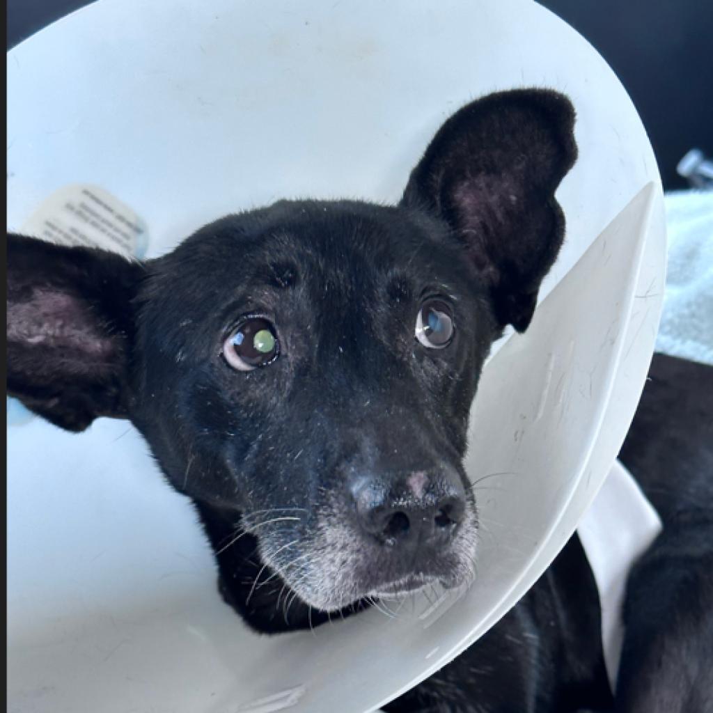 Mousey, a Adoptable mixed breed in Pahrump, NV image 2/3