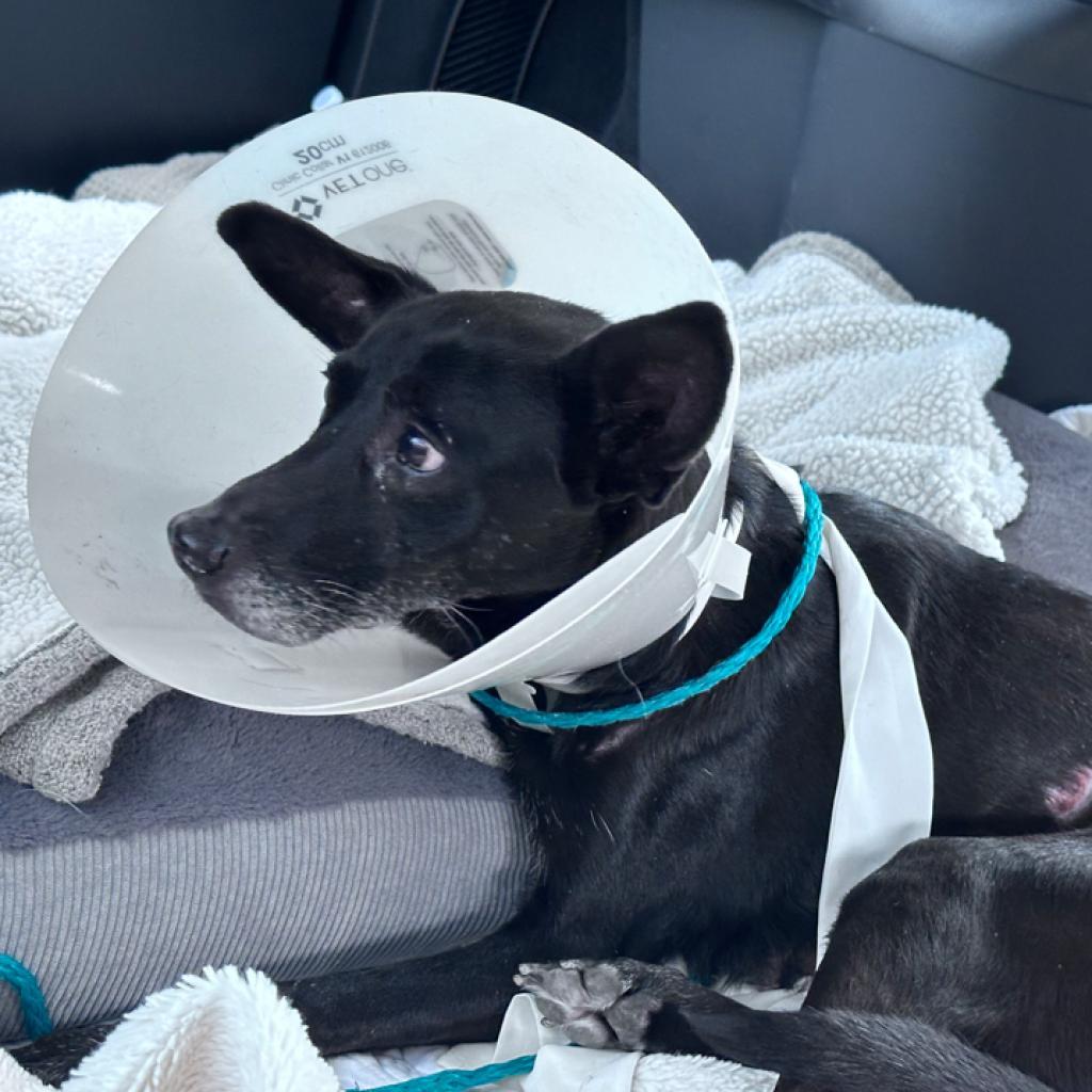 Mousey, a Adoptable mixed breed in Pahrump, NV image 3/3