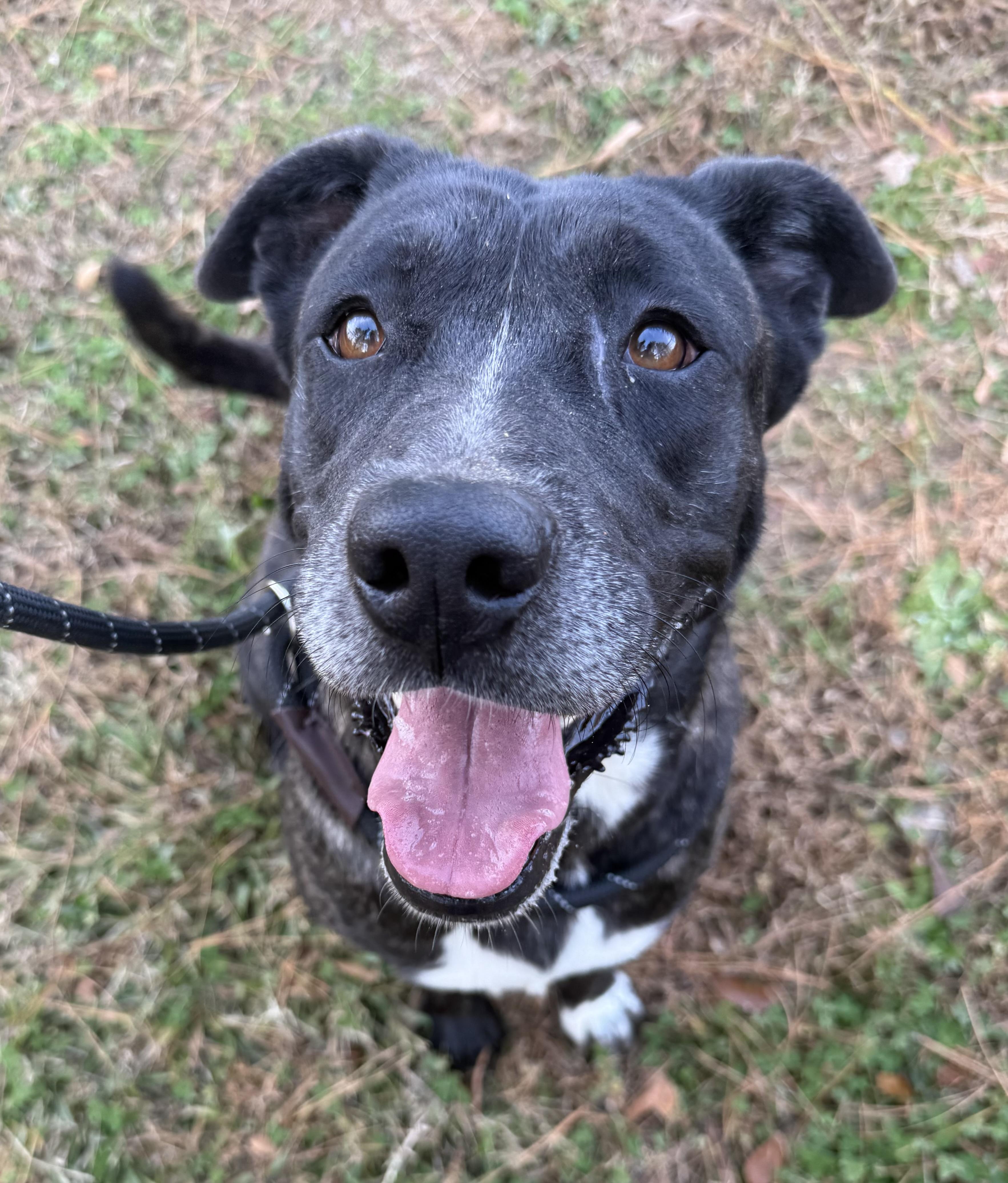 Little, a Adoptable mixed breed in Lancaster, SC image 1/4