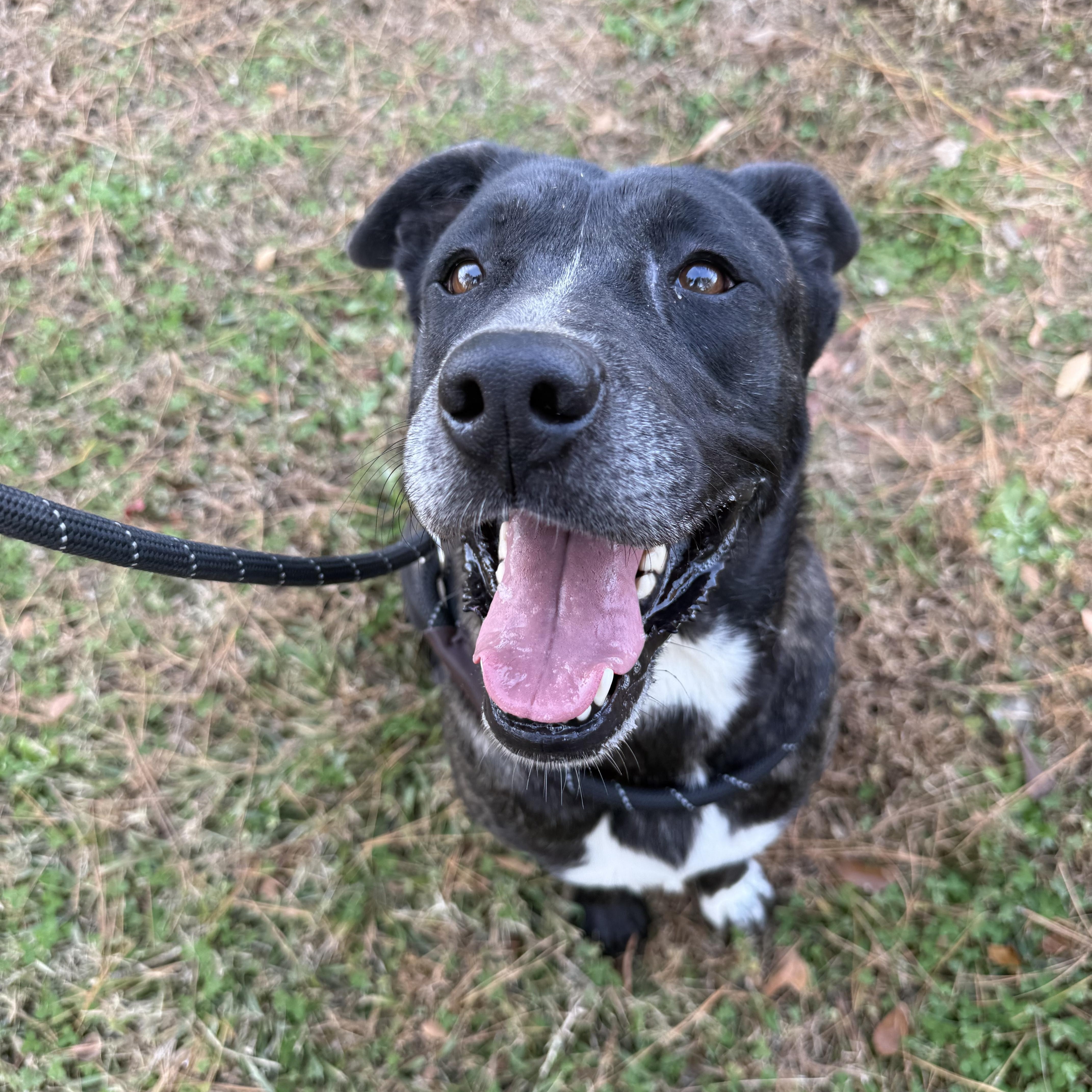Little, a Adoptable mixed breed in Lancaster, SC image 2/4