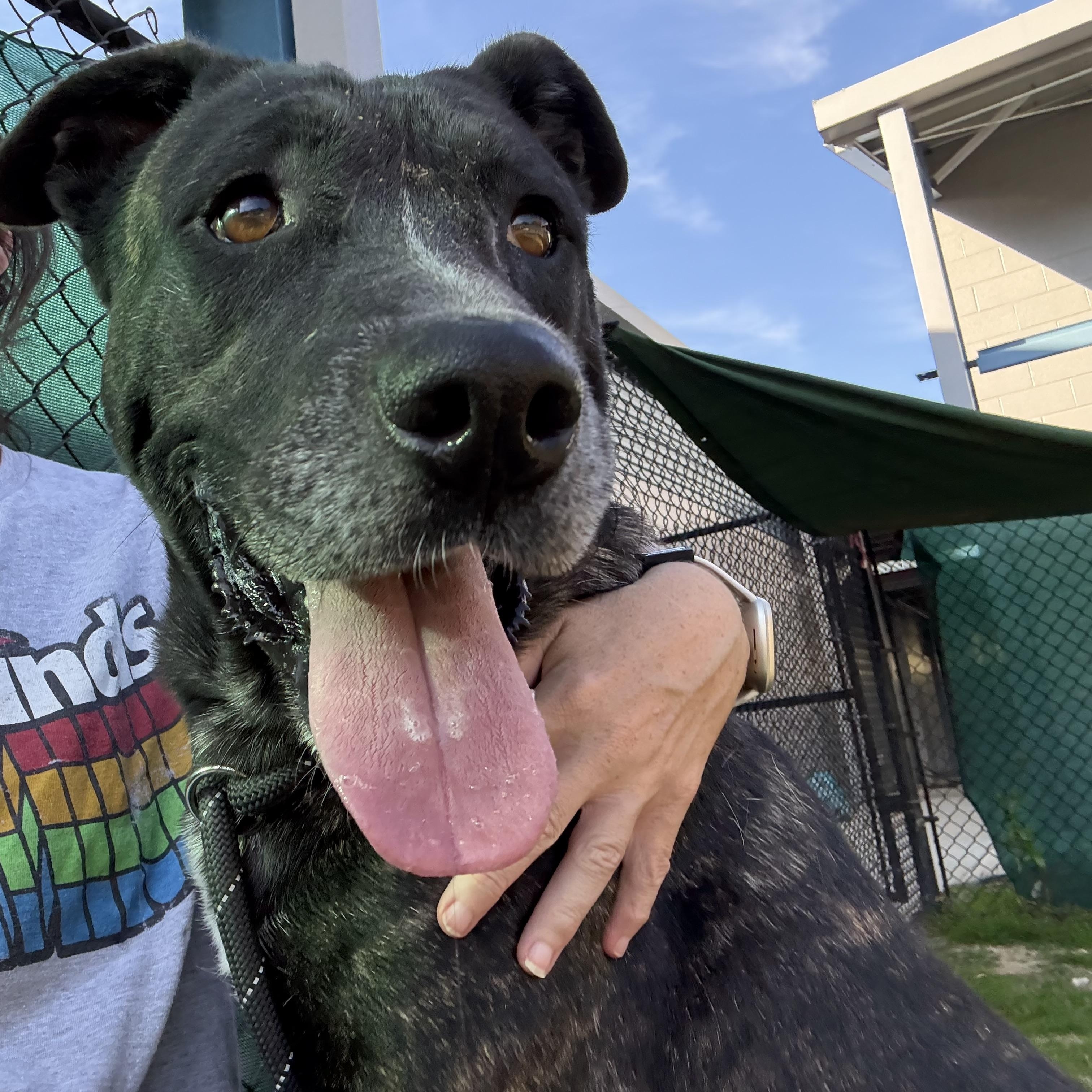 Little, a Adoptable mixed breed in Lancaster, SC image 4/4