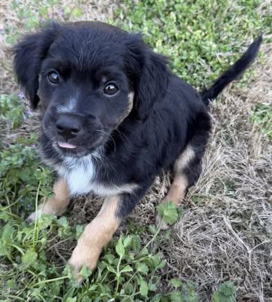 Enlarge Beau, an adopted mixed breed in Calera, AL image 3/6