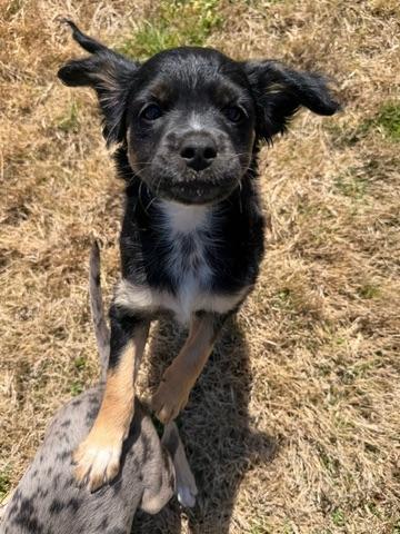 Enlarge Beau, an adopted mixed breed in Calera, AL image 4/6