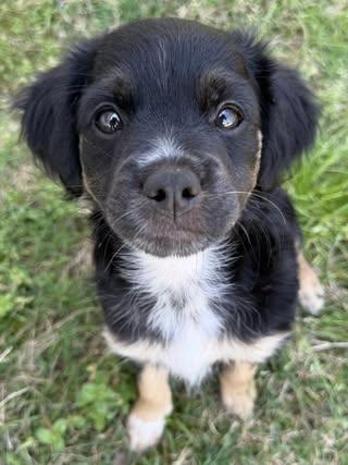 Enlarge Beau, an adopted mixed breed in Calera, AL image 2/6