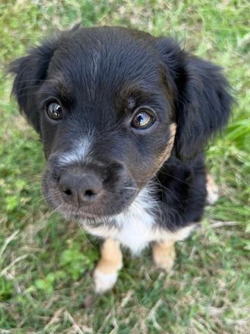 Enlarge Beau, an adopted mixed breed in Calera, AL image 5/6