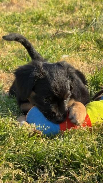 Enlarge Beau, an adopted mixed breed in Calera, AL image 6/6