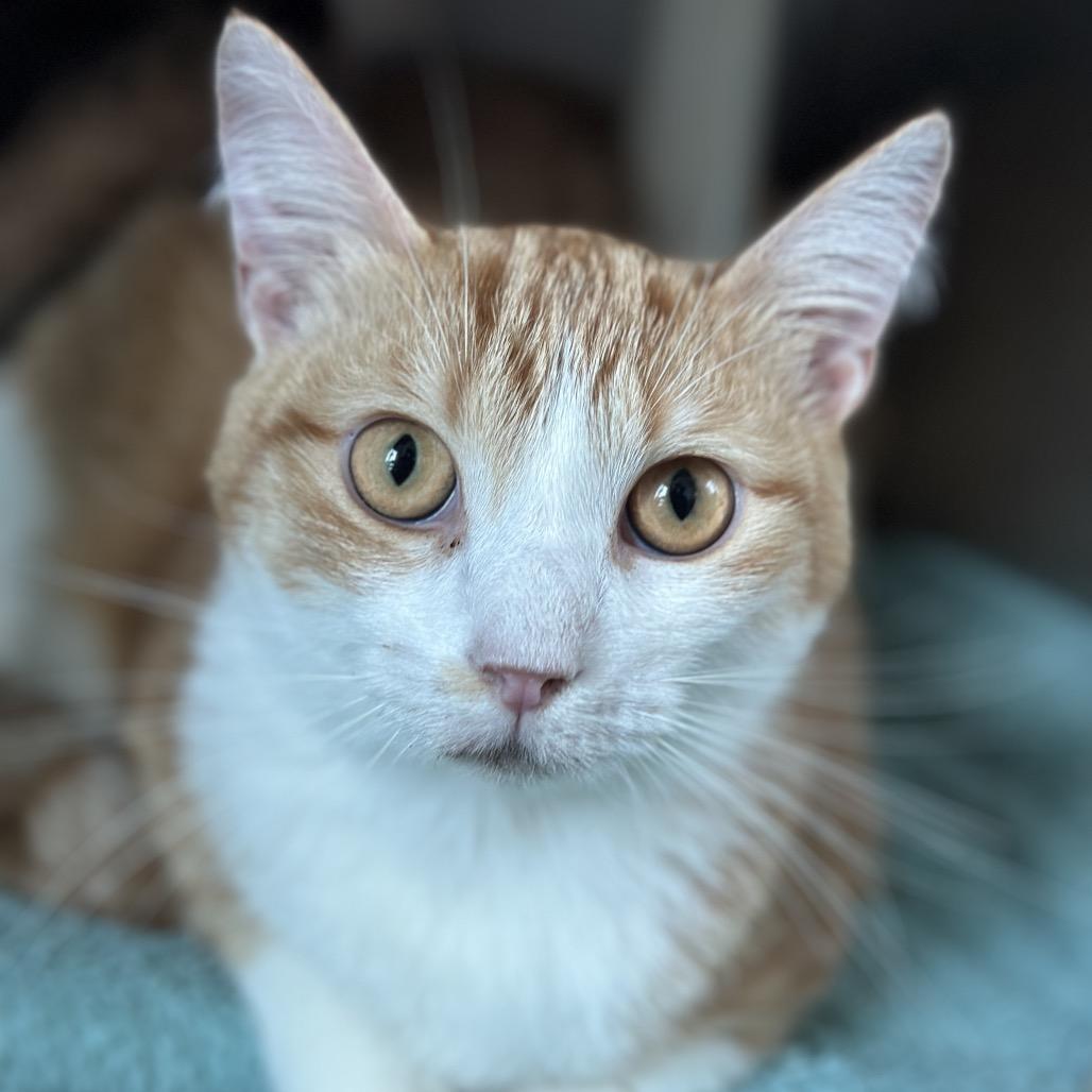 Hotdog, Adoptable, Adult Male Domestic Short Hair.