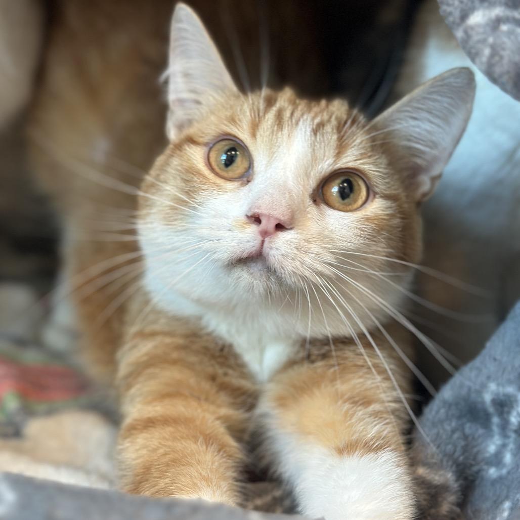 Enlarge Hotdog, a Adoptable Domestic Short Hair in Matteson, IL image 2/6