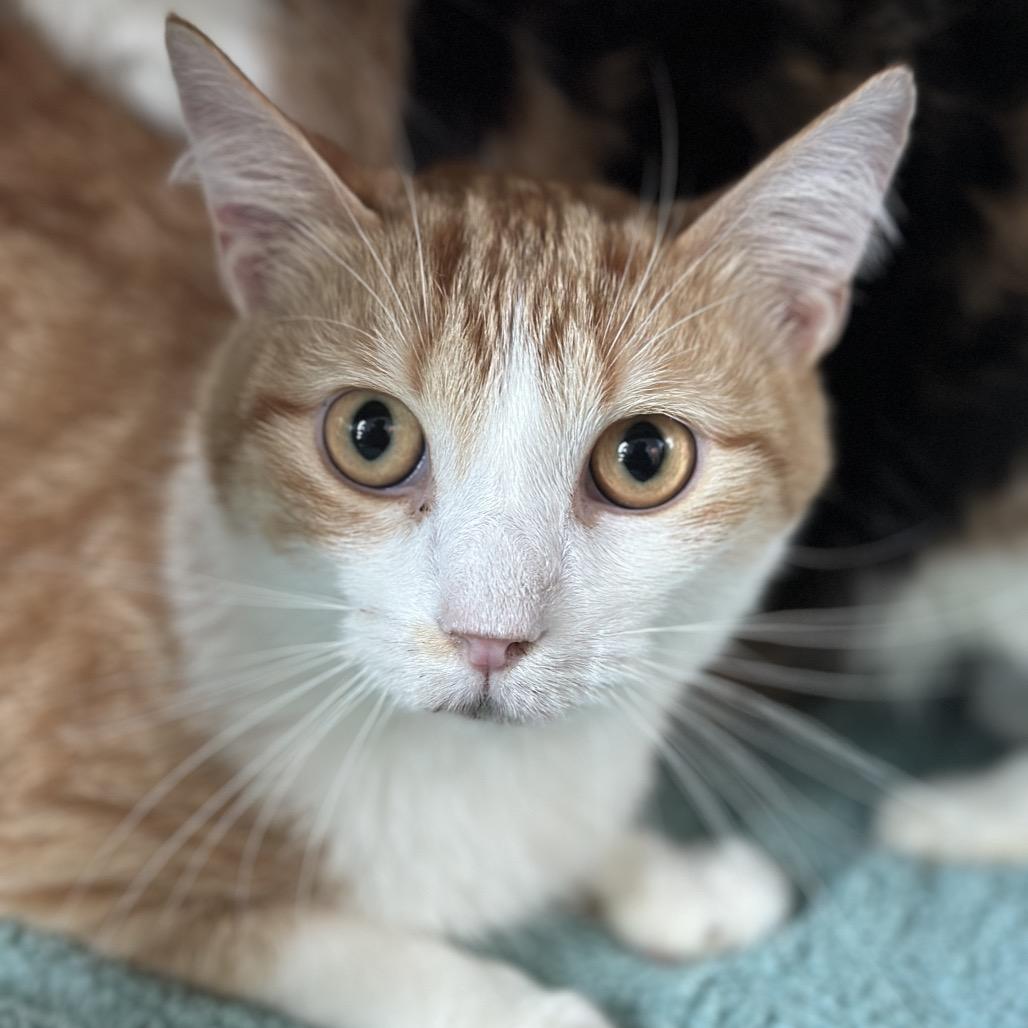 Enlarge Hotdog, a Adoptable Domestic Short Hair in Matteson, IL image 3/6