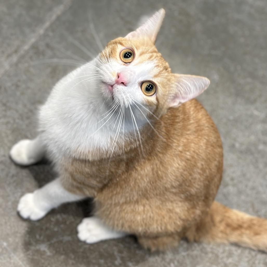 Enlarge Hotdog, a Adoptable Domestic Short Hair in Matteson, IL image 4/6