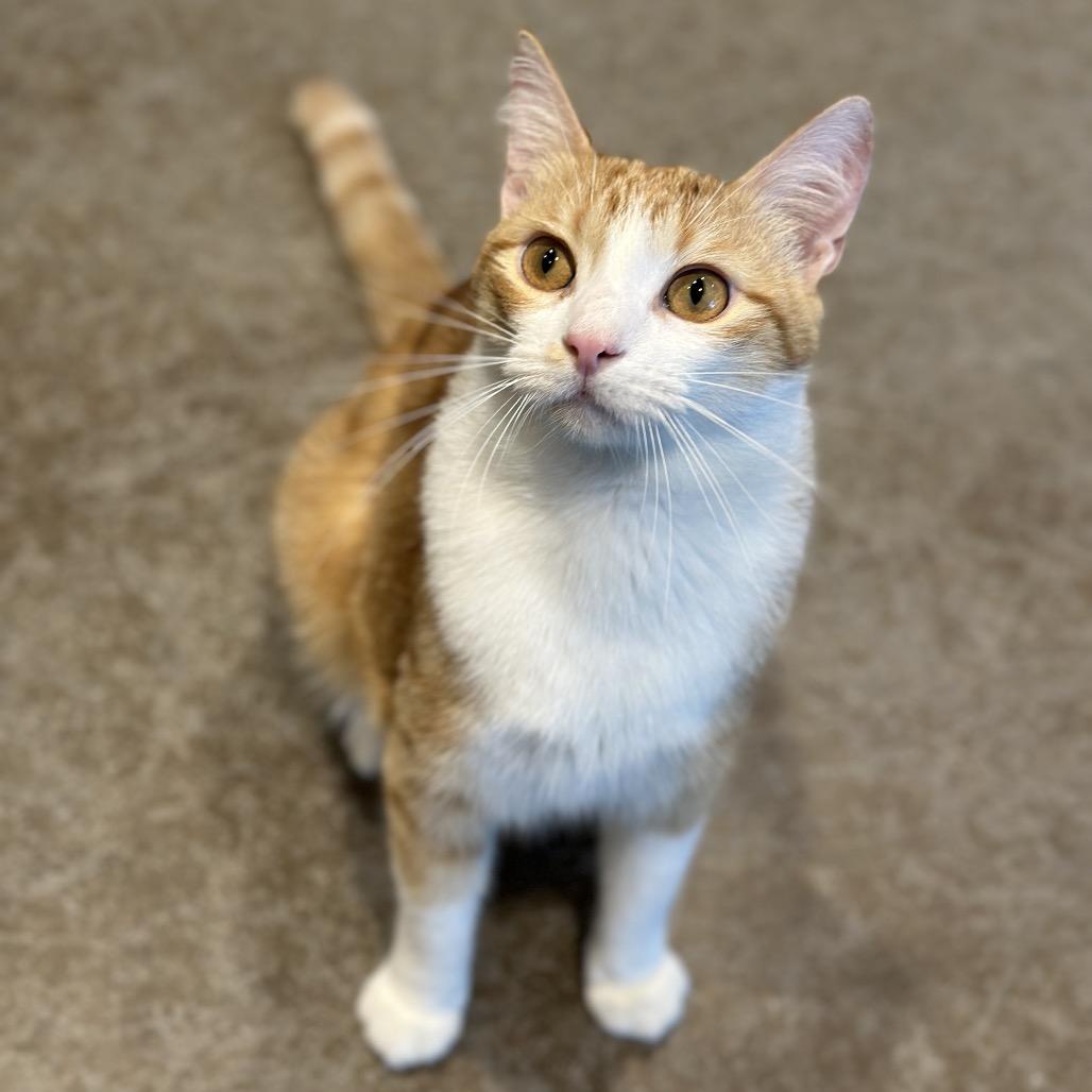 Enlarge Hotdog, a Adoptable Domestic Short Hair in Matteson, IL image 5/6