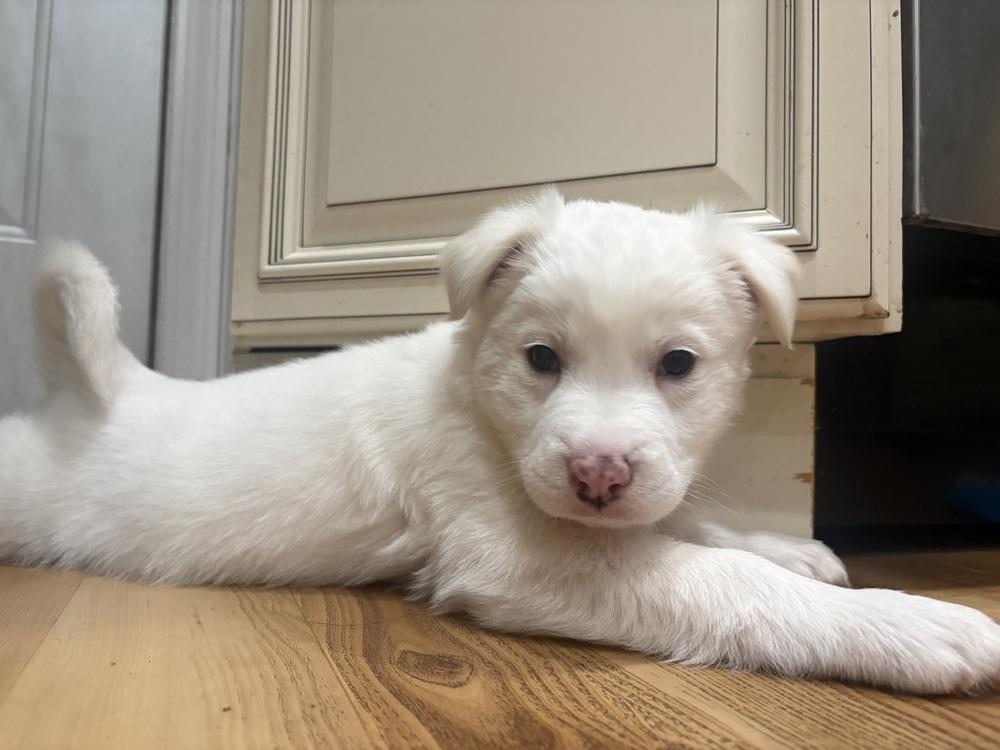 Hunt (Available 02/20), a Adoptable mixed breed in Irwin, PA image 1/2