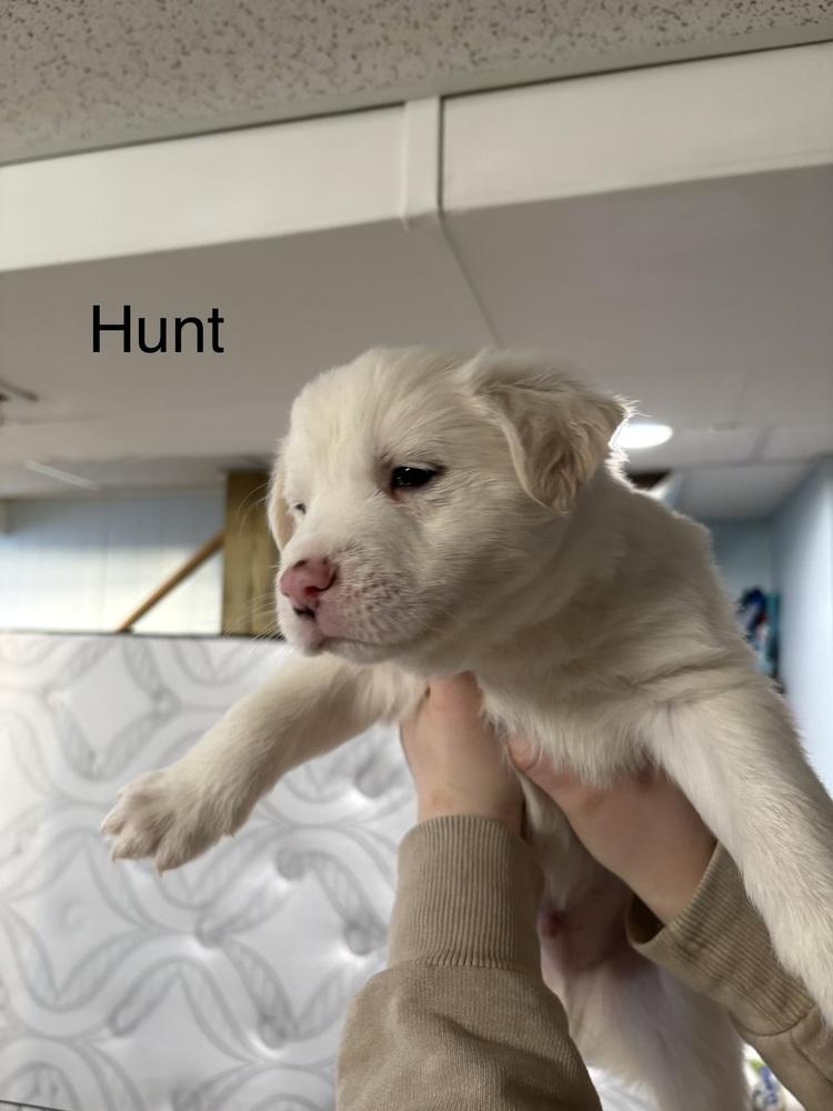 Hunt (Available 02/20), a Adoptable mixed breed in Irwin, PA image 2/2
