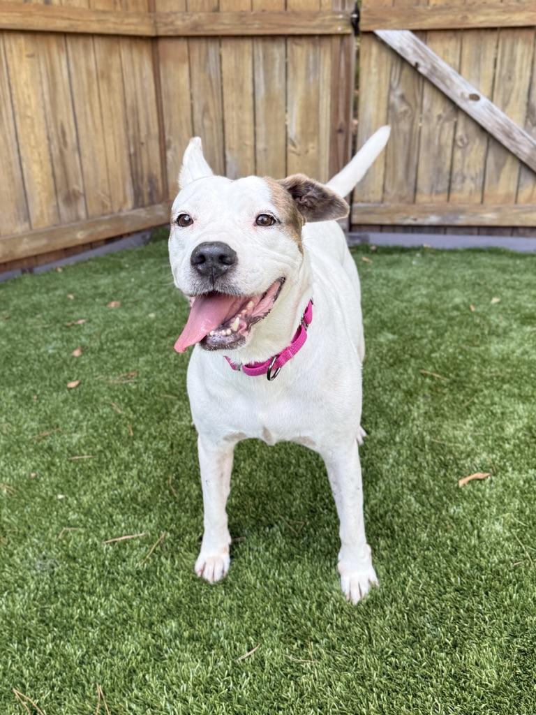 Enlarge Jacie, a Adoptable mixed breed in Awendaw, SC image 2/2