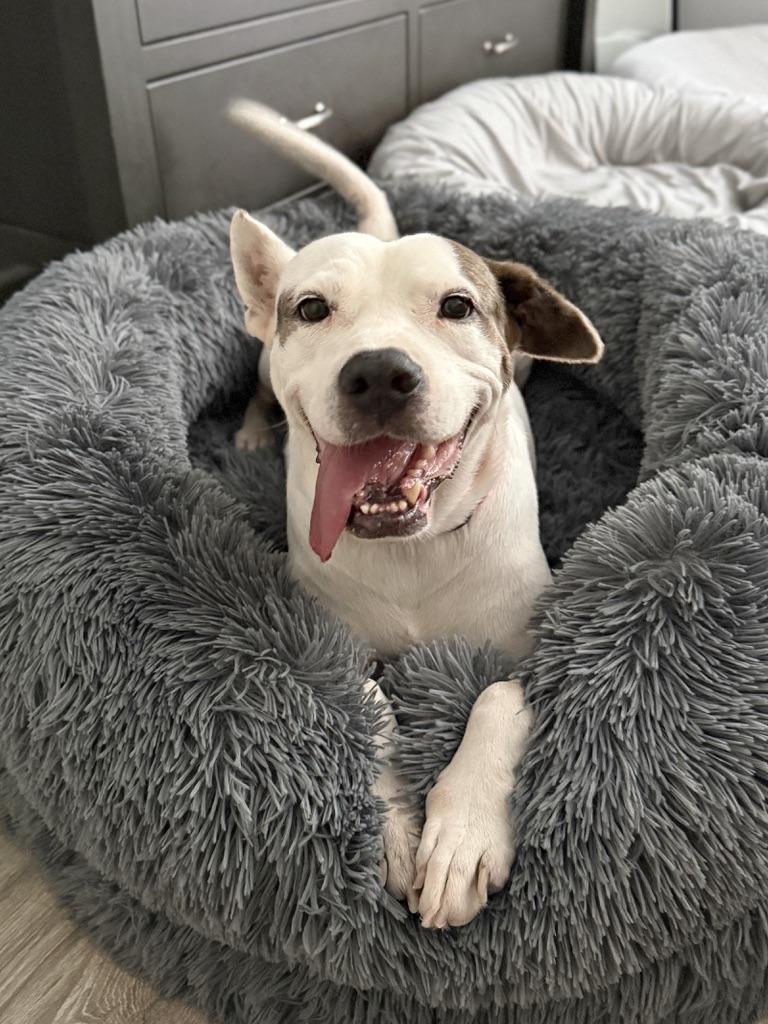 Enlarge Jacie, a Adoptable mixed breed in Awendaw, SC image 1/2