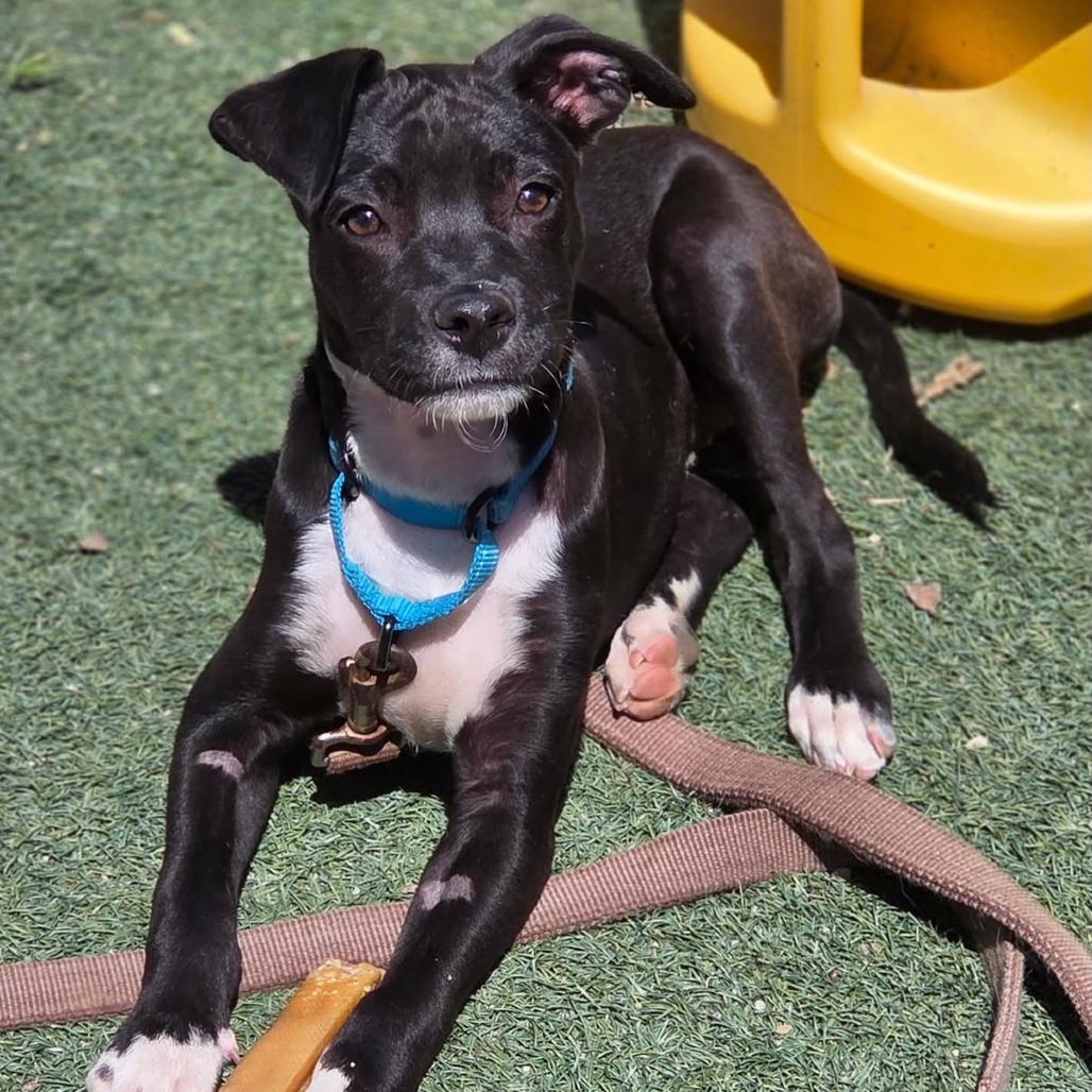 Enlarge Loki, a Adoptable Mixed Breed in San Diego, CA image 1/4