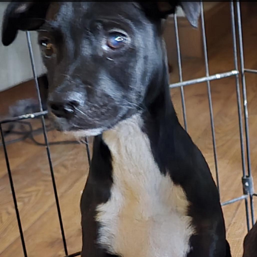 Enlarge Loki, a Adoptable Mixed Breed in San Diego, CA image 2/4
