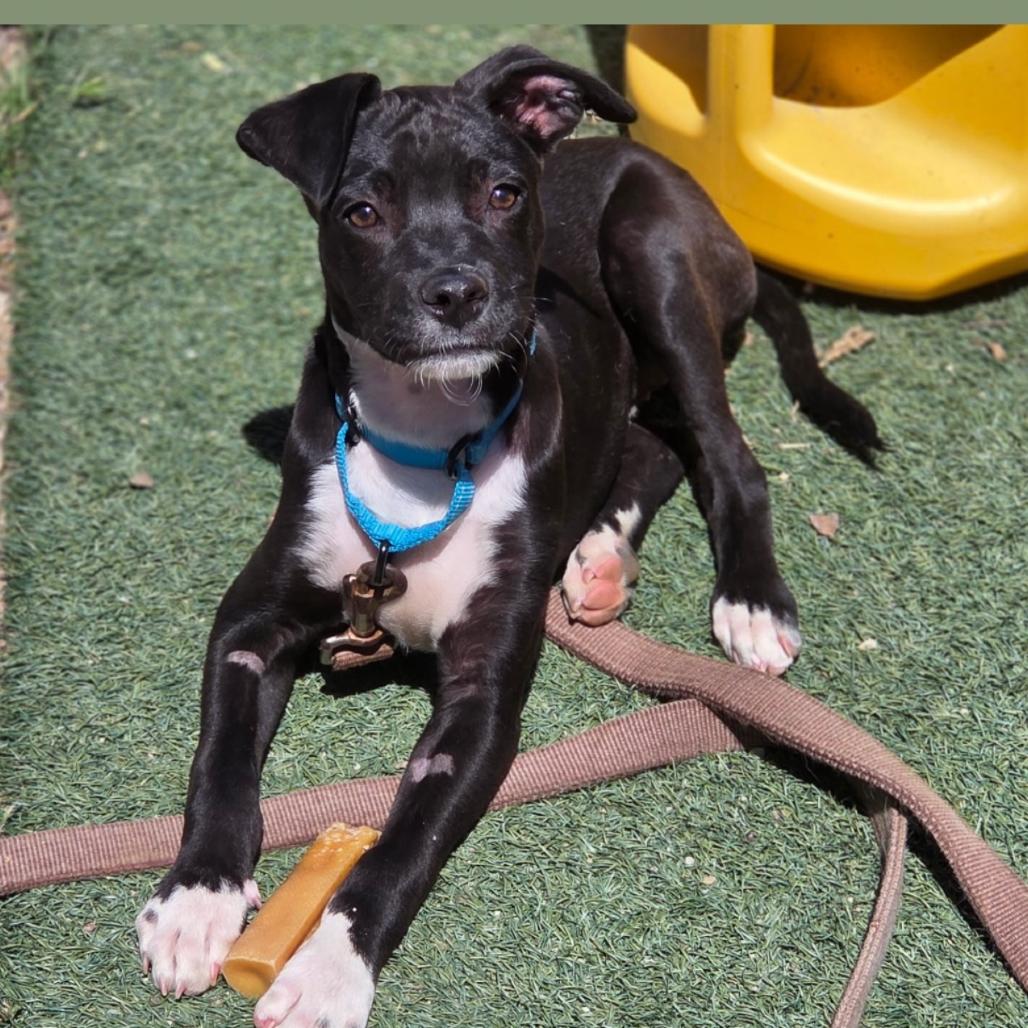 Enlarge Loki, a Adoptable Mixed Breed in San Diego, CA image 3/4