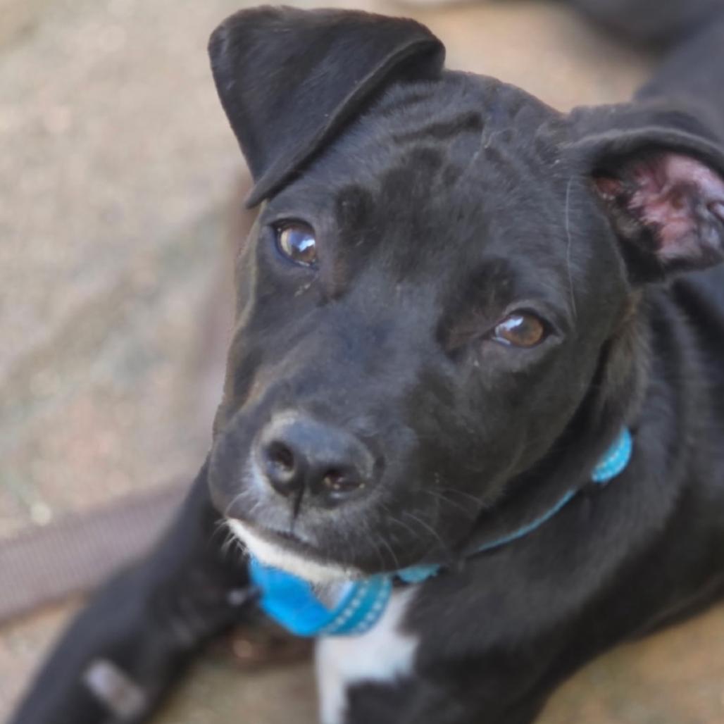 Enlarge Loki, a Adoptable Mixed Breed in San Diego, CA image 4/4