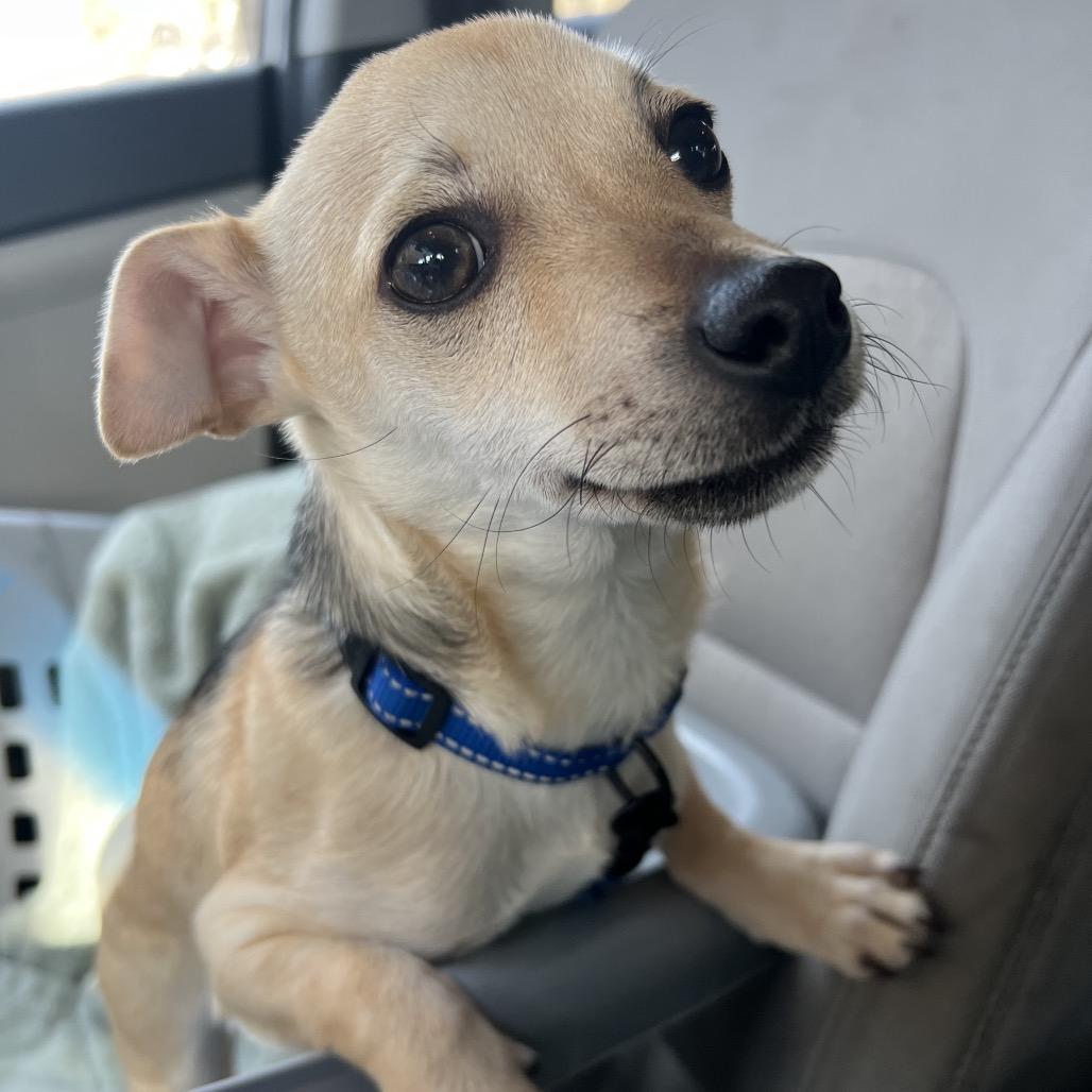 Enlarge Moose, a Adoptable Chihuahua in Austell, GA image 1/6