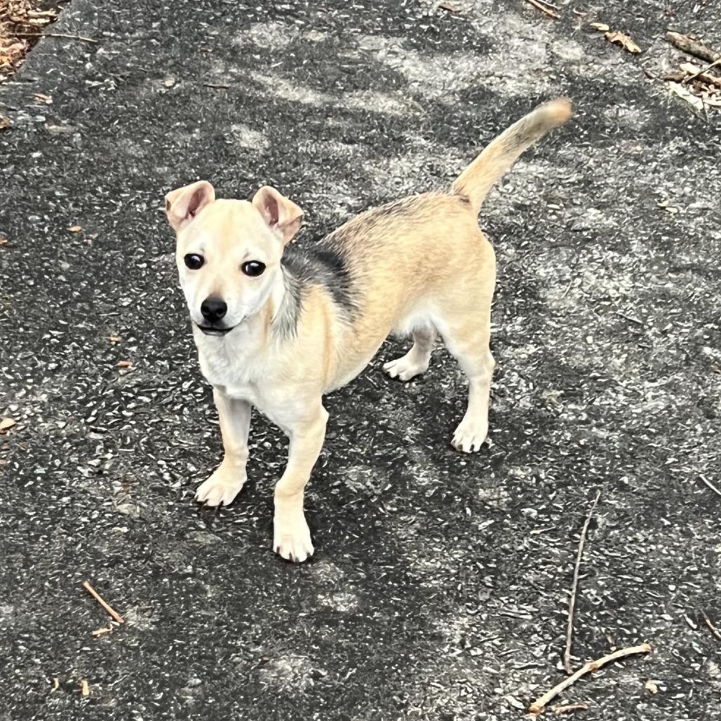 Enlarge Moose, a Adoptable Chihuahua in Austell, GA image 2/6