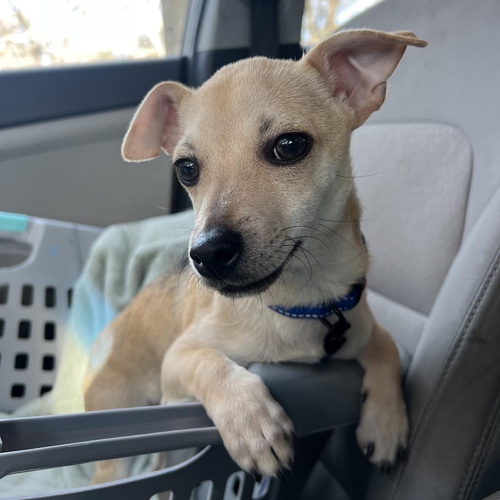 Enlarge Moose, a Adoptable Chihuahua in Austell, GA image 3/6
