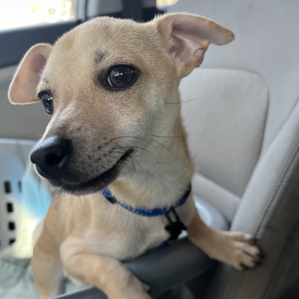 Enlarge Moose, a Adoptable Chihuahua in Austell, GA image 4/6