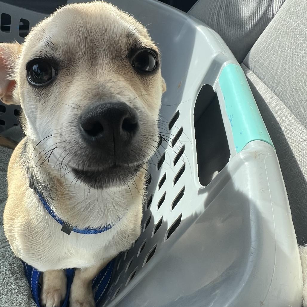 Enlarge Moose, a Adoptable Chihuahua in Austell, GA image 5/6