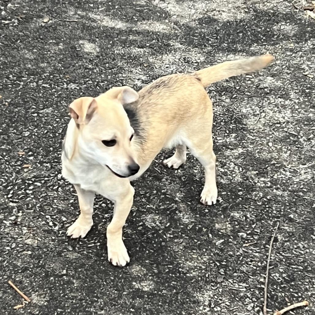 Enlarge Moose, a Adoptable Chihuahua in Austell, GA image 6/6