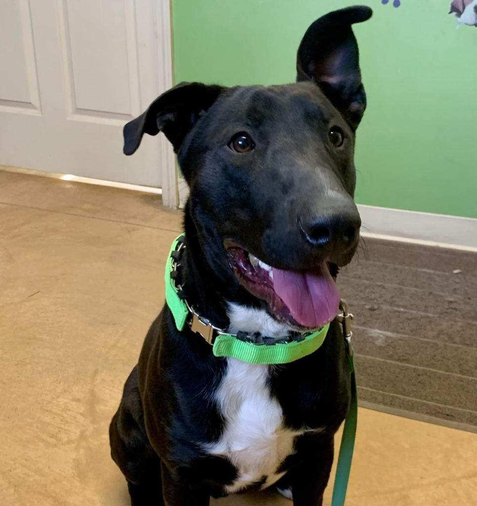 Marty, Adoptable, Young Male Bull Terrier & Black Labrador Retriever.