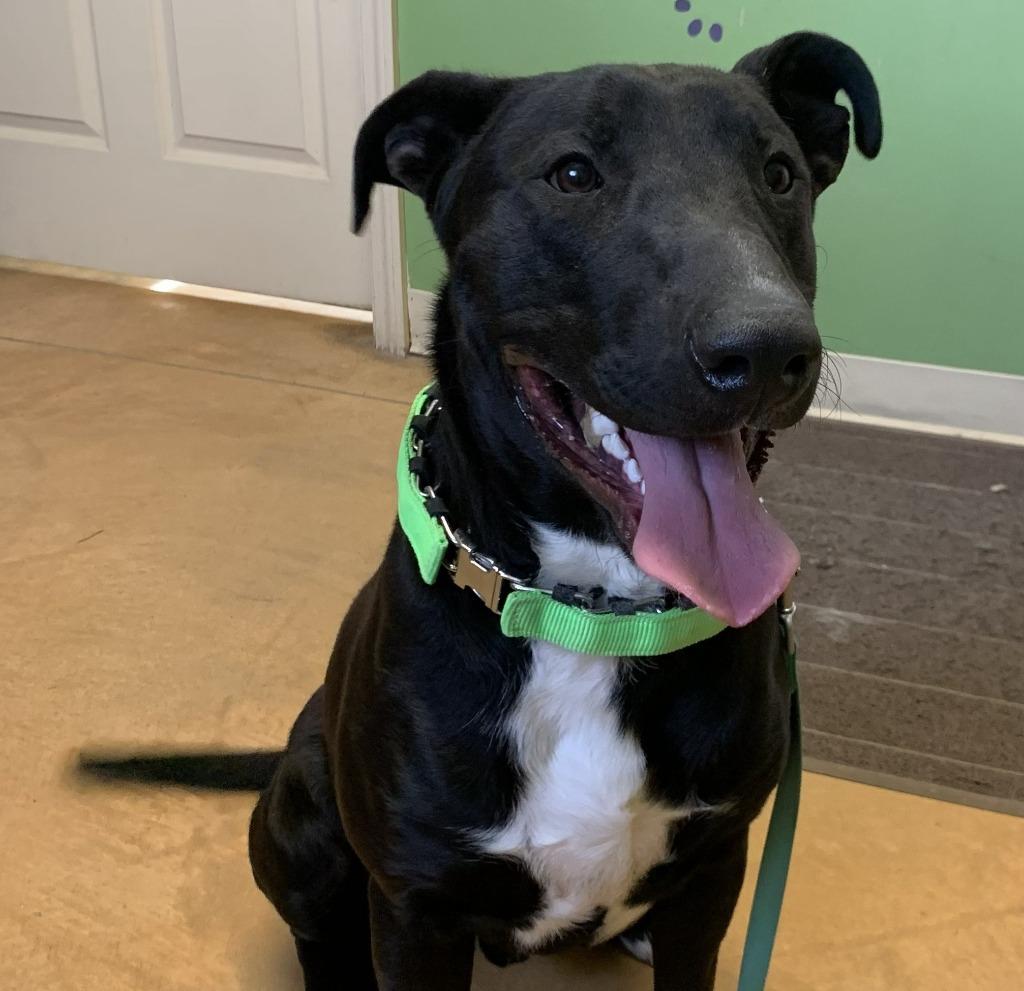 Enlarge Marty, a Adoptable mixed breed in Thayne, WY image 2/6