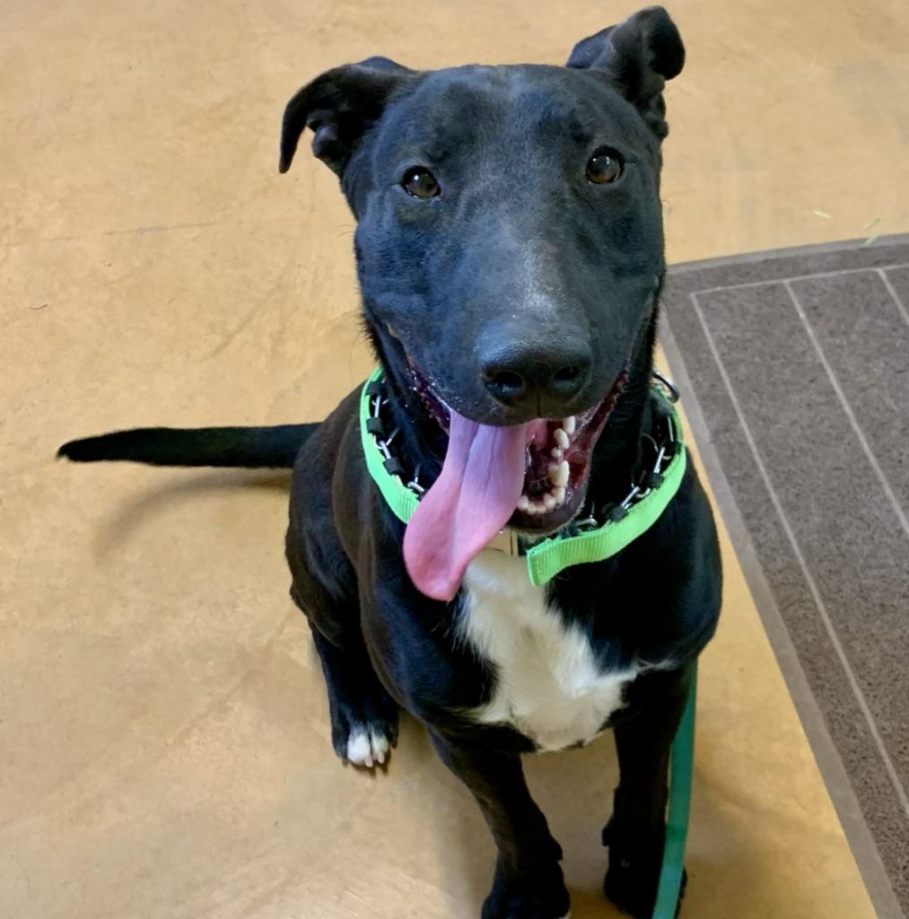 Enlarge Marty, a Adoptable mixed breed in Thayne, WY image 3/6