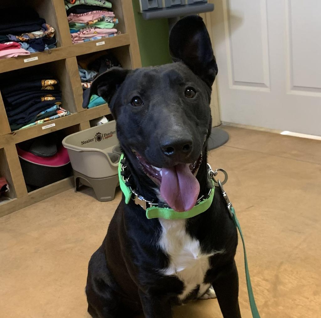 Enlarge Marty, a Adoptable mixed breed in Thayne, WY image 4/6