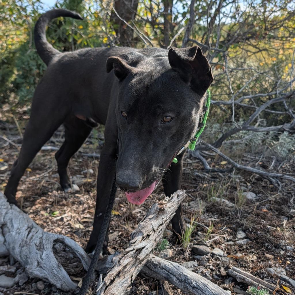 Enlarge Marty, a Adoptable mixed breed in Thayne, WY image 5/6