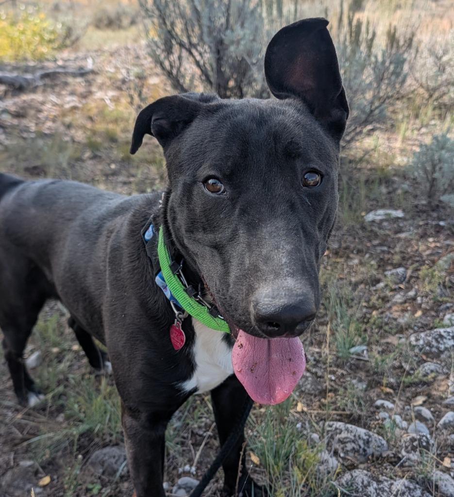 Enlarge Marty, a Adoptable mixed breed in Thayne, WY image 6/6