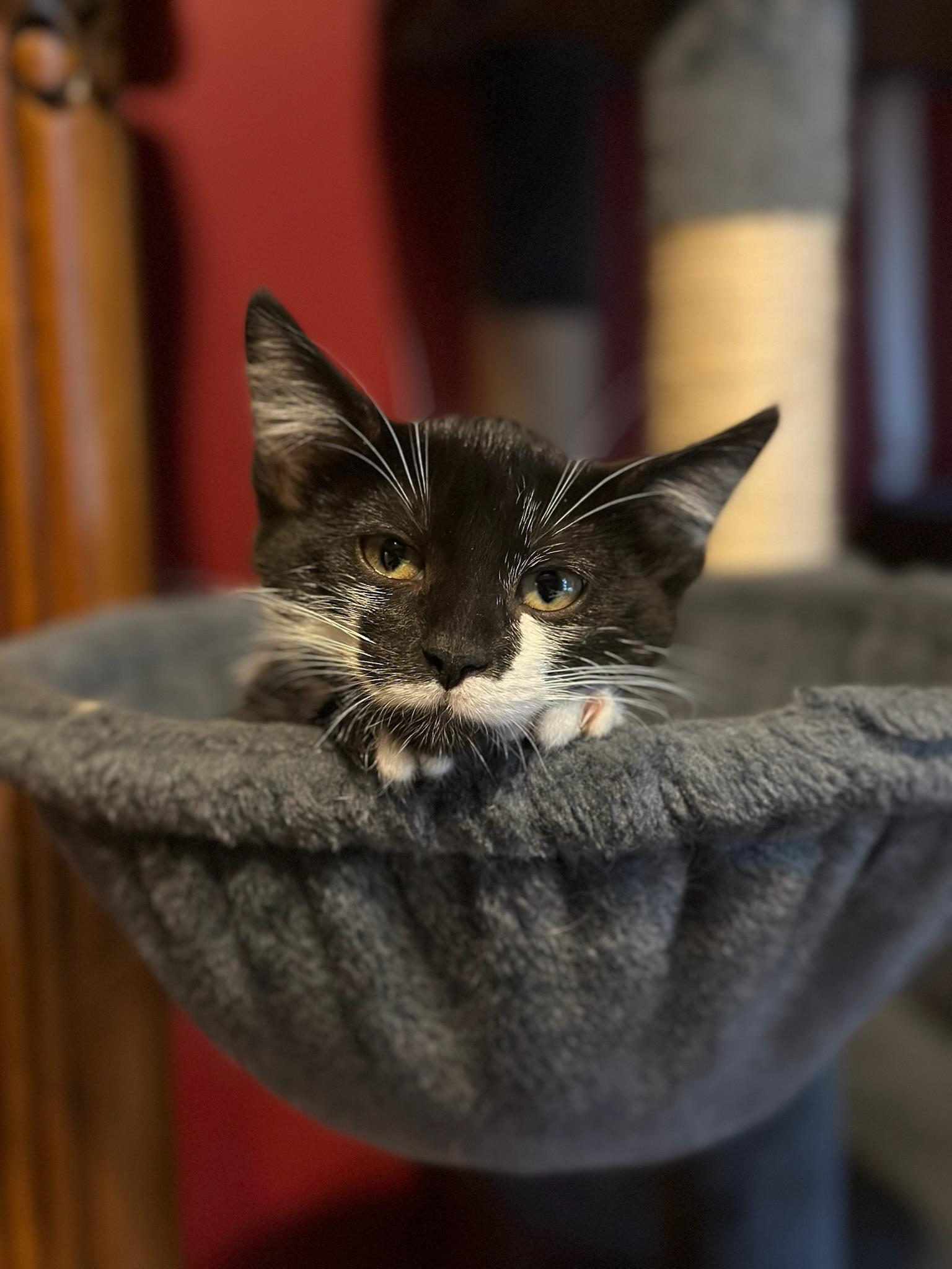 Soifon, a ADOPTABLE Domestic Short Hair in Hartville, OH image 2/3