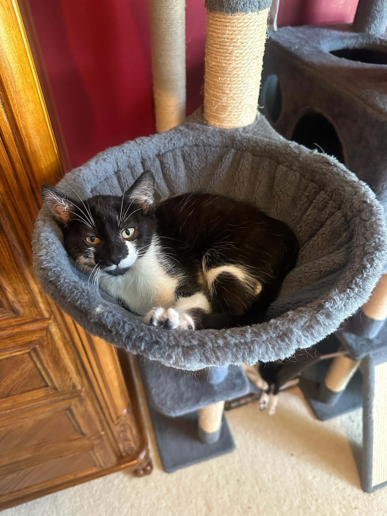 Soifon, a ADOPTABLE Domestic Short Hair in Hartville, OH image 3/3