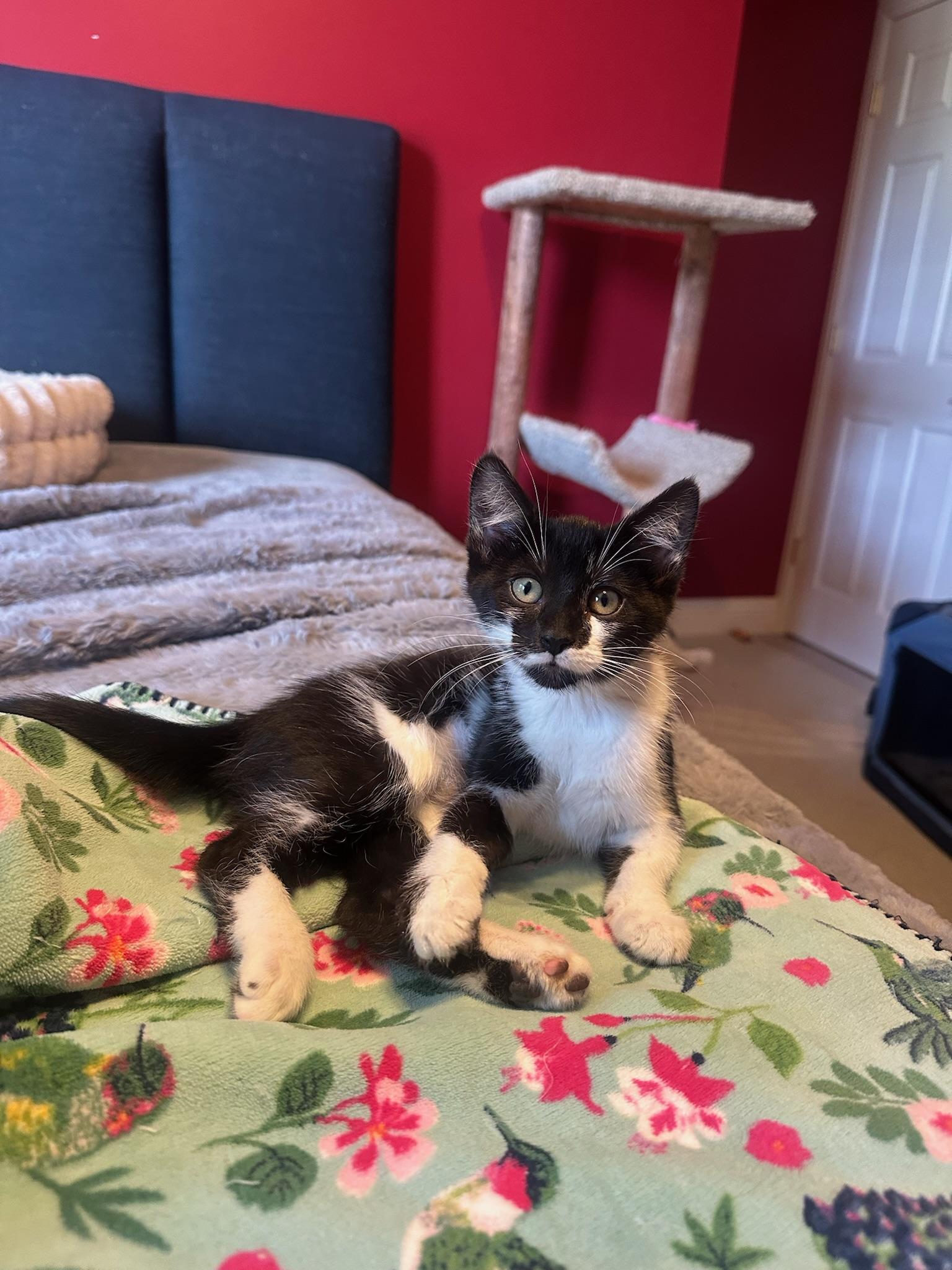 Soifon, ADOPTABLE, Kitten Female Domestic Short Hair.